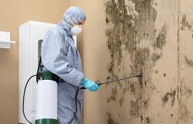 Trusted La Puente, CA Mold Removal Services Experts